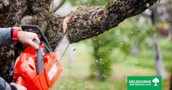 Why You Should Never Attempt Tree Removal on Your Own