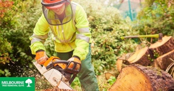 Arborist vs. Tree Surgeon