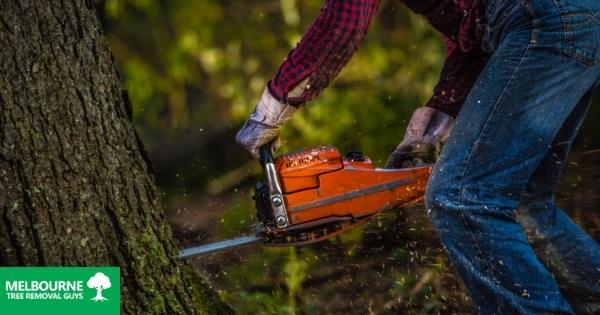 How We Safely Remove Large Trees from Small Spaces
