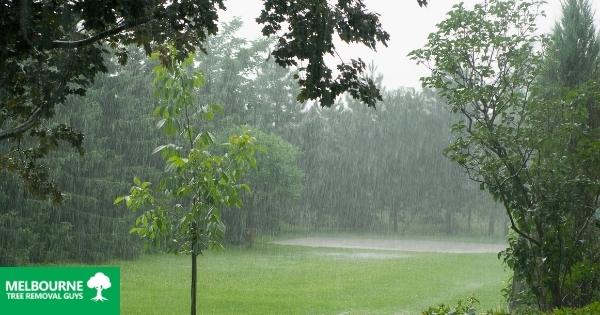 Is Rainy Season a Bad Time For Trees in Melbourne