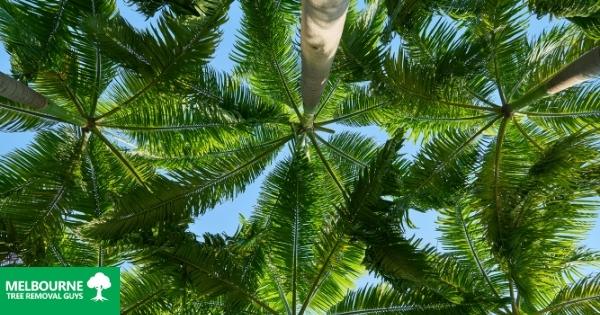 The Best Time to Trim Your Palm Trees