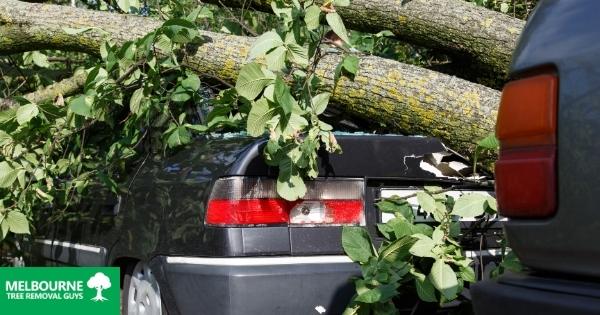 The Real Dangers of Hiring Unlicensed Tree Professionals