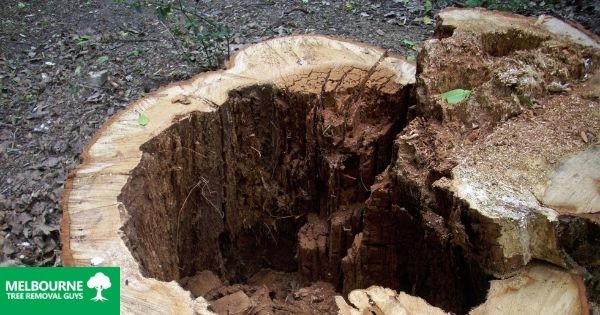 7 reasons why to remove a rotting tree stump