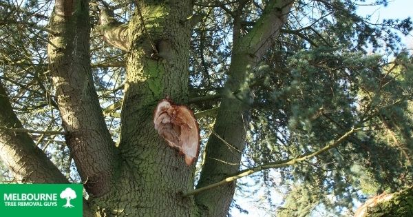 Dangerous Tree Removal: When is it time to remove a tree I’m worried about?