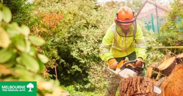 what-does-a-tree-surgeon-do-melbourne-tree-removal-guys