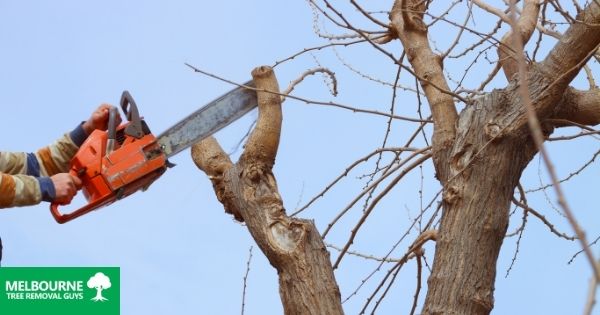 What Is Tree Pruning