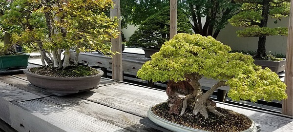 Bonsai Sensation Nursery