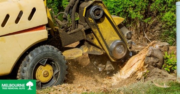 Stump Grinding vs. Stump Removal