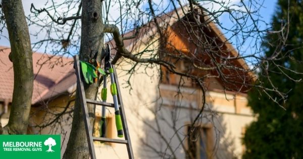 The Value of Pruning Dormant Trees