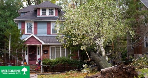Tree Maintenance Tips to Prevent Property Damage
