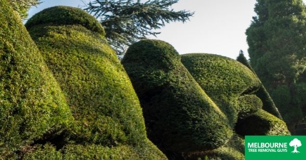Taking Care of your Hedges