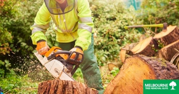 Tree Surgeon V Arborist – What’s the difference