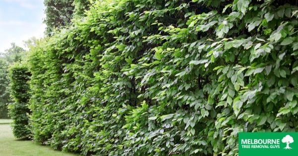 What Can You Do With Trees or Hedges That Are Overhanging Your Garden