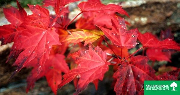 Bumpy Maple Leaves