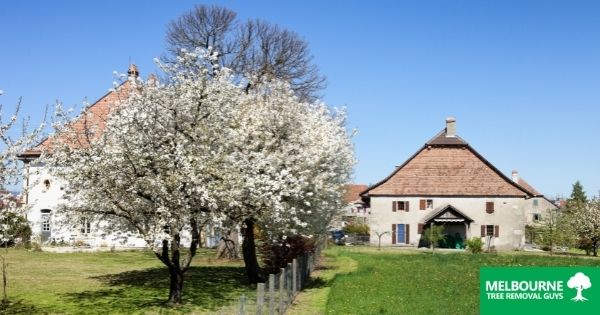 The Neighbour’s Tree