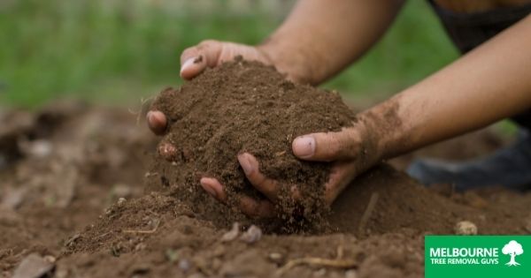 Top 7 Ways to Maintain Soil Quality