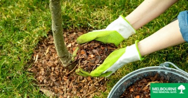 Ways You are Loving Your Trees to Death – Mulch