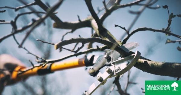 Ways You are Loving Your Trees to Death – Pruning