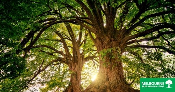 The Essentials Of Tree Wellbeing