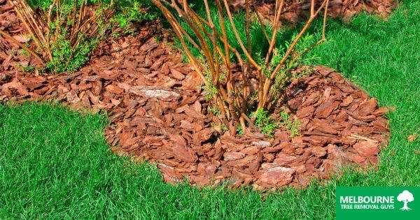 The Risks And Benefits Of Mulching