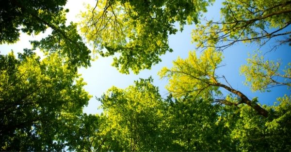 Why Your Trees Add Value to Your Life