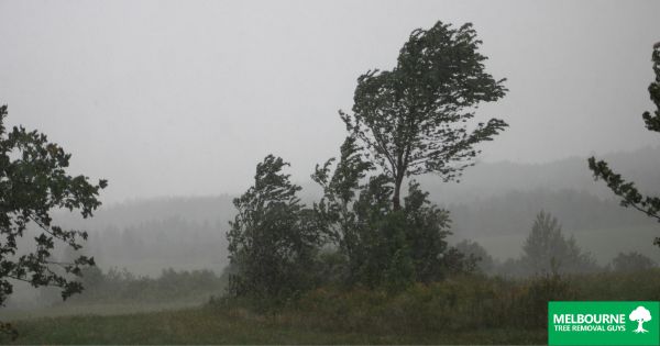 How Types of Storms Affect Trees