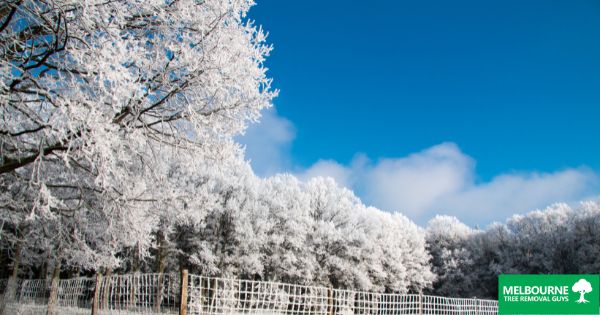 How to Safely Take Care of Your Trees After Ice Damage