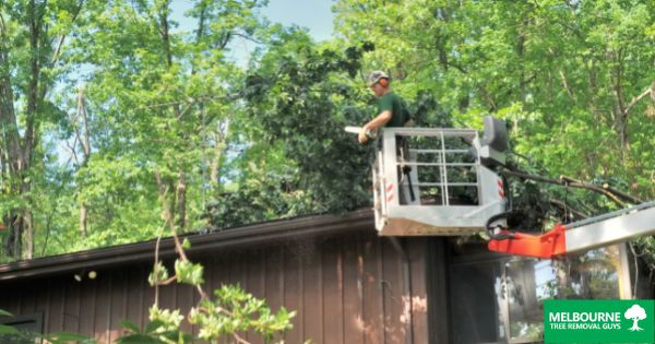 When Is the Right Time to Call a Professional Tree Service Provider?