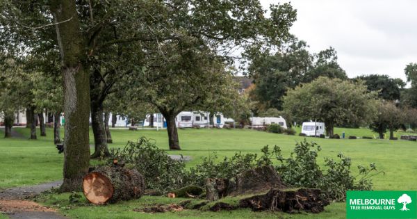 How Does Tree Pruning Reduce Storm Damage