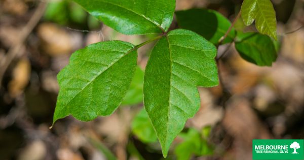 How to Get Rid of Poison Ivy on Your Property