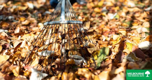 Managing Fallen Leaves In Your Yard