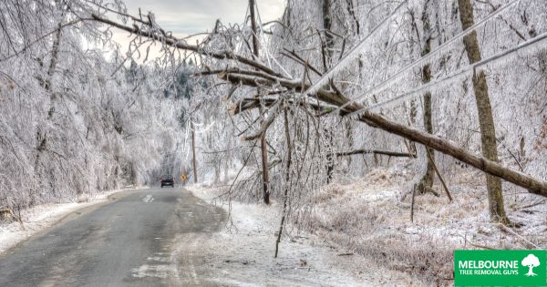 Treating Cold-Damaged Plants