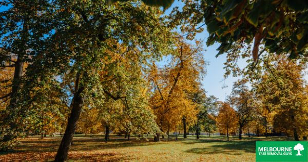 Common Tree Problems That Happen in the Fall