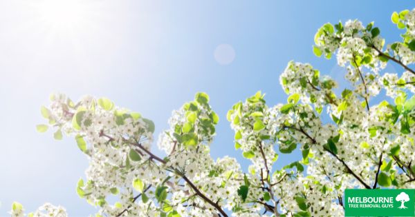 How to Prepare Your Trees for Spring Weather Conditions - Melbourne ...