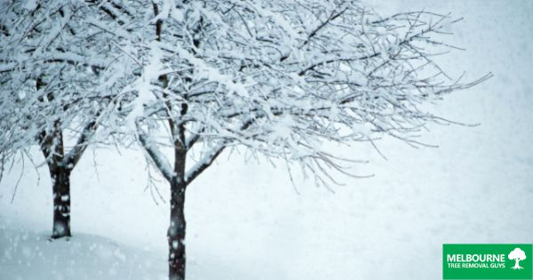 10 Tips to Help Trees Survive the Colder Weather