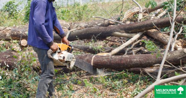 3 Reasons Why You Should Never Perform Tree Work Yourself