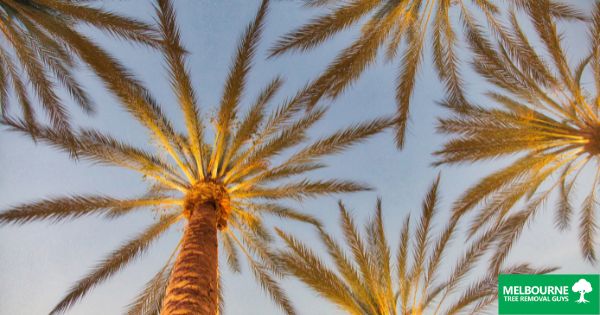Palm Tree Care: Should I Cut Off Brown Palm Leaves?