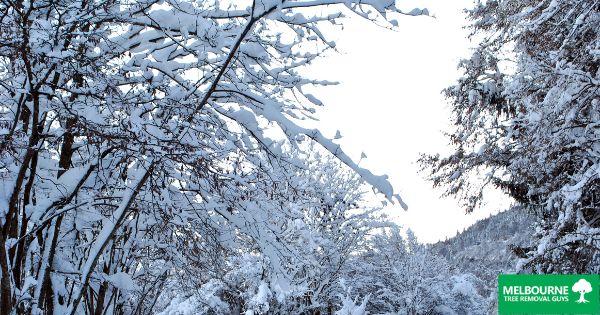 Clipper Tree and Landscape Tree Winterizing Checklist