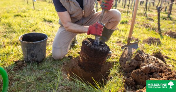 How to Plant and Care for a Tree