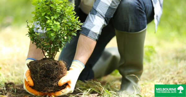 Planting the Right Tree