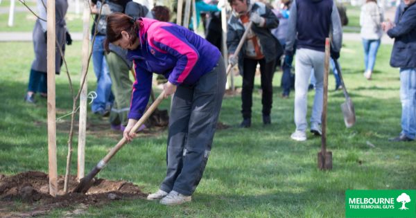 Protecting Trees During Winter