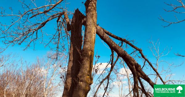 Recognizing Hazards in Your Trees Before It Becomes an Emergency Tree Removal Situation