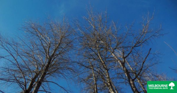 What are Some Benefits to Pruning Your Trees in the Winter?