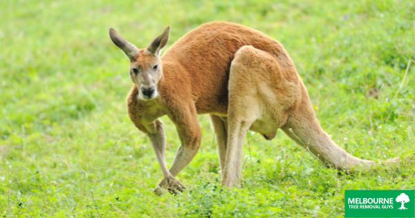 Can kangaroos can damage to trees in garden?