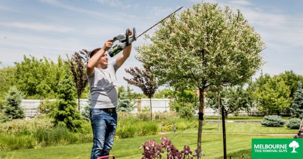 How to Trim a Tree Correctly: A Beginner’s Guide