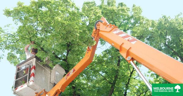 Is Tree Trimming Beneficial to Trees? Exploring the Pros and Cons