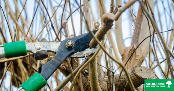 What is Tree Pruning Understanding the Basics