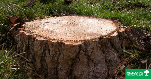 What people are asking about stump removal