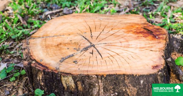 Why should you call the experts for stump removal or stump grinding