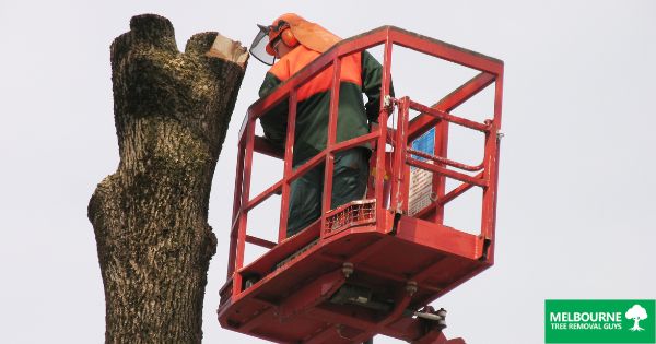 5 reasons why you might need tree removal services in Melbourne